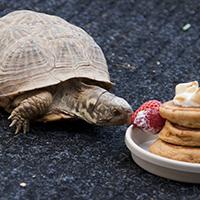 Photo of a Tortoise Adoption Program (TAP) volunteer